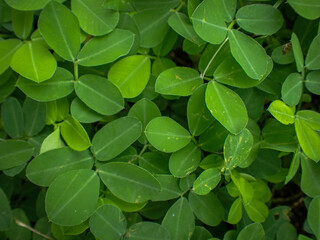 green leaves. Tropical green leaf texture background. Arachis Pinto leaves.