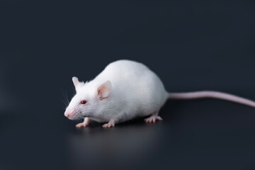  white laboratory mice on black background