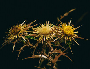 dried flower