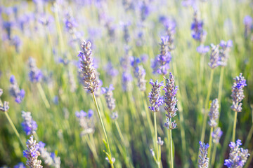  A happy young Caucasian woman wearing sunglasses stands in a vibrant lavender field, posing for the camera, capturing a moment of carefree joy at the beauty of nature. 