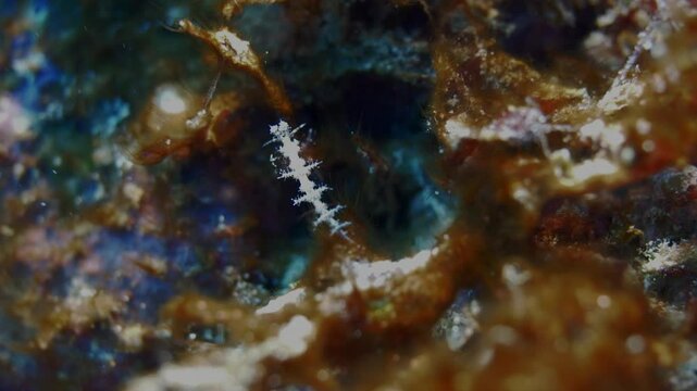 An incredibly beautiful white nudibranch looking like a Christmas tree slowly climbs up the red soft algae.