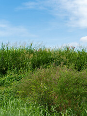 花が咲く草に覆われた河川の土手