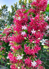 Rangoon Creeper or Combretum Indicum is a species of flowering plant in the Rubiaceae family. Rangoon creeper tree fresh blossom. Side view.
