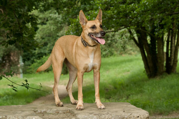 Front view of a strength belgian shepherd standing on a stone bench on a french country side.