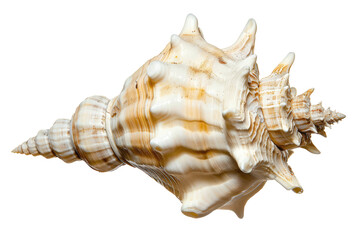 spider conch seashell isolated