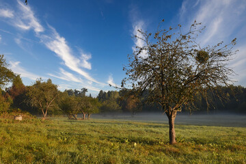 Podlasie landscape in the morning, Poland