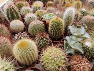 A diverse assortment of various types of cactus species is positioned on the table, creating a unique botanical display for observation