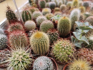 A diverse assortment of various types of cactus is placed on a table