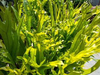 Obraz premium Ferns thrive in the yard. Green tree with long leaves. Close-up. 