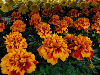 In a beautiful garden, there is a vibrant assortment of orange and red flowers blossoming magnificently in the sunlight