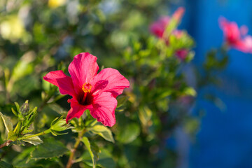 A beautiful pink flower featuring a bright yellow center is gracefully surrounded by lush green...