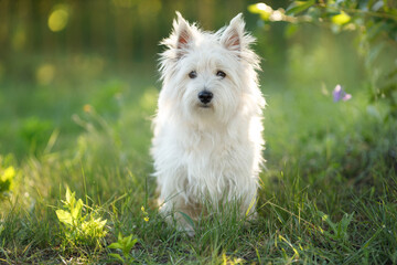 West Highland White Terrier stands on grass, looking directly at the camera. Its groomed white coat is highlighted by soft light.