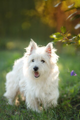 West Highland White Terrier stands on grass, looking directly at the camera. Its groomed white coat is highlighted by soft light.