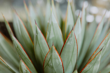 Succulent plant with sharp green leaves and red edges, close-up shot