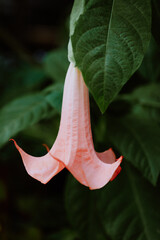Pink trumpet-shaped flower hanging from a green leafy plant