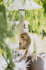 Squirrel perched on a bird feeder in a leafy, green garden