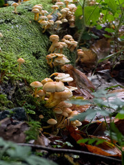 Yellow inedible forest mushrooms with green moos 