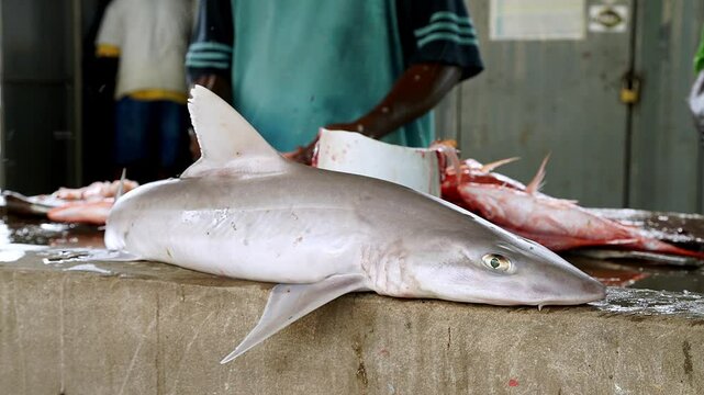 Trade in endangered animals. Illegally caught shark at Fish Market in Tobago and Trinidad. The seller guts the fish.
