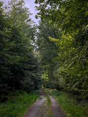Fototapeta premium Nature background with green forest trees and a path 