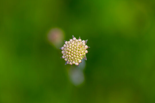 Acker-Witwenblume