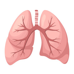 Human lungs on a white background. Organs. Vector illustration.
