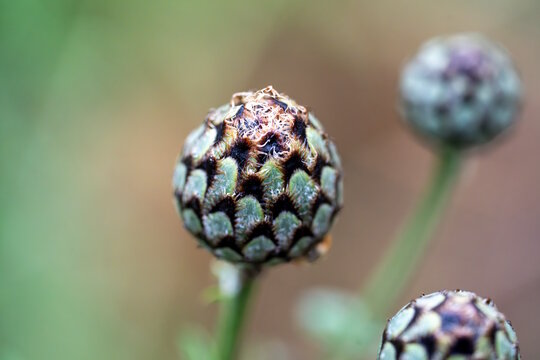 Flockenblume