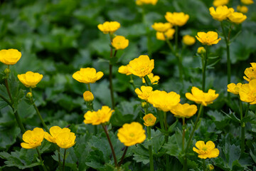 Obraz premium Ranunculus repens
