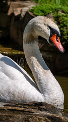 Obraz premium swan on the lake