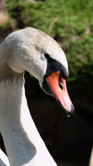 Obraz premium close up of a mute swan