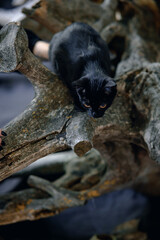 black cat Halloween in background and scary creepy eyes, creepy holiday of horrors, superstition evil animalblack