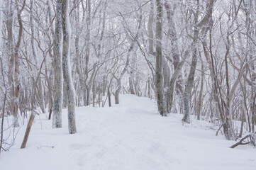 雪に覆われた林