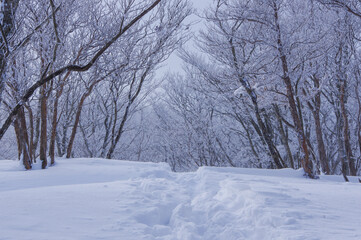 雪に覆われた世界に残る足跡