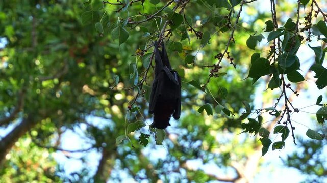 A wild Black Flying-fox (Pteropus alecto) hangs from a tree branch amidst lush green foliage, feeding on the fruits, close up shot.