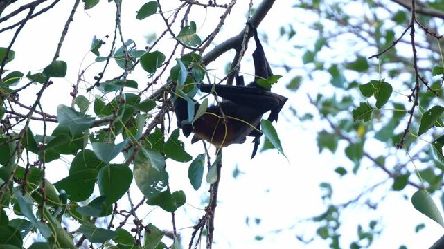 A wild little red flying-fox (pteropus scapulatus) hangs from a tree branch amidst lush green foliage, grabbing the branch and foraging on the fruits, close up shot.