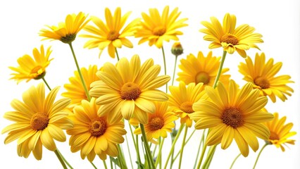 Fisheye yellow daisies on white background © Prasert