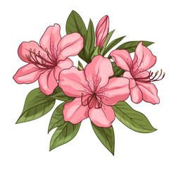 Beautiful pink flowers with green leaves on a white isolated background.