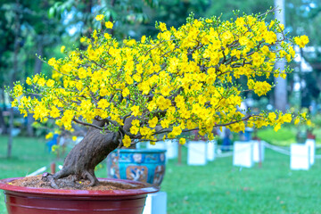 Apricot bonsai tree blooming with yellow flowering branches curving create unique beauty. This is a...