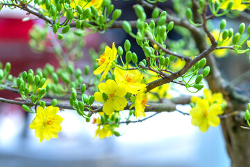 Yellow apricot flowers blooming branches fragrant petals signaling spring has come, this is the...