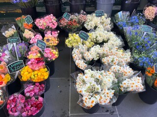 colorful flowers in Melbourne, Australia