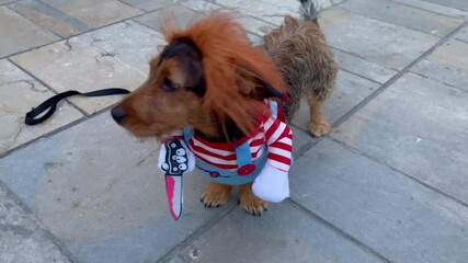 Funny video of a Weiner dog walking in the streets dressed like Chucky murdered costume with knife during Halloween