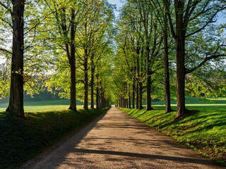 Fototapeta premium Path in the park