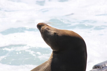 Kalifornischer Seel&ouml;we San Diego