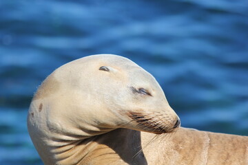 Kalifornischer Seel&ouml;we San Diego