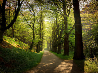 Fototapeta premium Path in the park