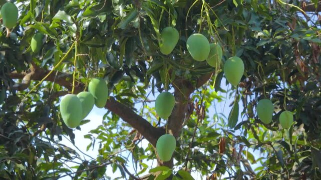 green mango fruit on the tree