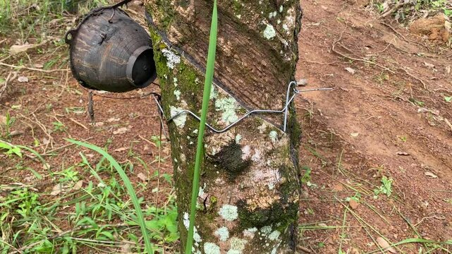 Closeup rubber trees on both sides, dirt road.In a rubber plantation in Thailand