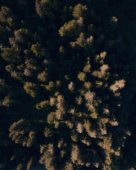 Aerial View on Forest