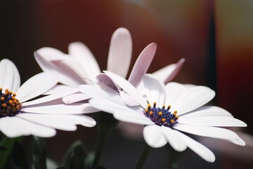 white daisy flower