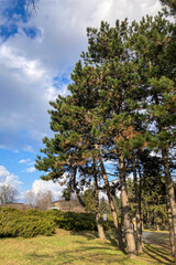 Walking on early spring forest

