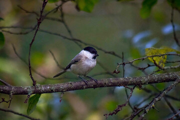 a small bird on a branch